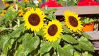 There's something irrepressibly joyful about sunflowers. Photograph: Getty Images 