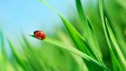 Ladybirds control garden pests and are useful pollinating insects, resulting in larger crops of fruit, vegetables and seed. Photograph: Getty Images