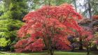 Many of the very best foliage plants are trees or shrubs including  deciduous Japanese maples. Photograph: iStock/Getty