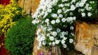 Many types of low-growing alpines, including  perennial candytuft (Iberis sempervirens) above, will thrive in challenging growing conditions, which echo their habitats in the wild. Photograph: iStock