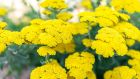 Achillea Moonshine is long-flowering, low maintenance, drought tolerant and pollinator friendly. Photographs: Getty/iStock 