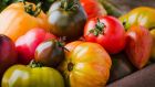 Until the advent of specialty growers, consumer surveys showed that the state of the tomato was the single biggest source of customer unhappiness in the grocery. Photograph: iStock