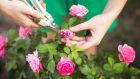 Regularly deadheading ornamental plants, including roses, by removing their faded flowers  hugely improves their overall appearance and prevents them from setting seed. Photograph: iStock