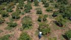 Avocado plantation in Latin America. ‘For all its wide travel, Gold, Oil and Avocados, with its relentless anti-capitalism and anti-Americanism is far too uninterested in the multiple other forces at work in shaping contemporary Latin America.’ Photograph:  Jose Castanares/AFP via Getty Images
