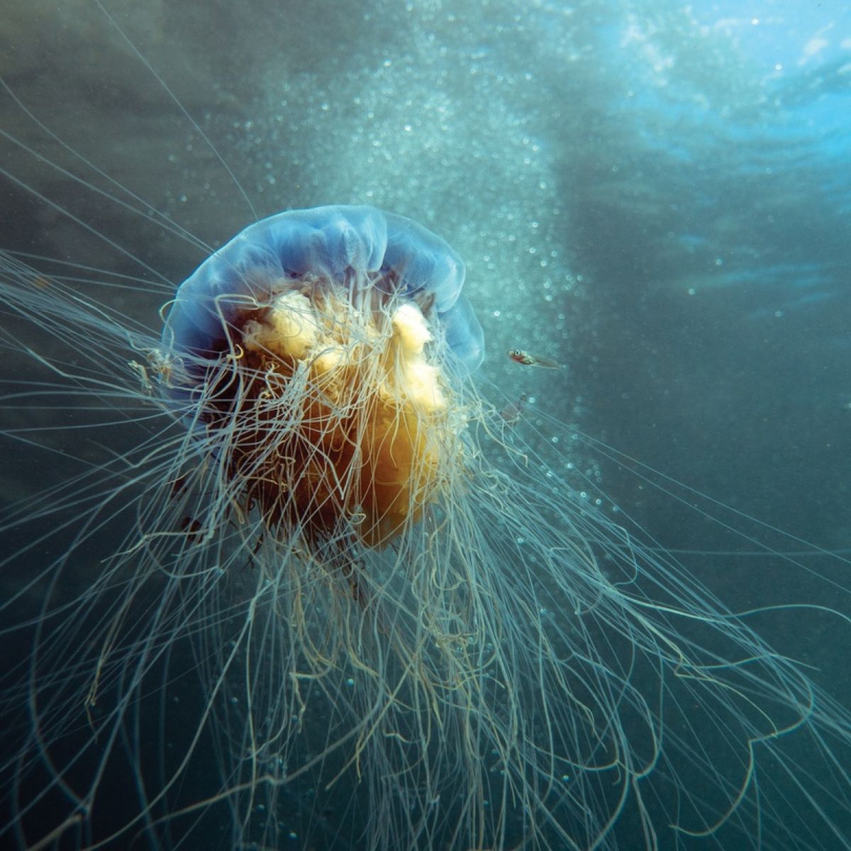 Ireland S Jellyfish Before You Swim In The Sea This Summer Check This Guide To Their Stings