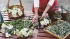 As you pick the individual flower stems, strip away their leaves and then tie the stems into small bunches. Photograph: iStock