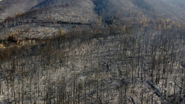 Montagne brûlée après un incendie de forêt dans le village de Papados sur l'île d'Eubée en Grèce.  Photo : Michael Varklass / AB Photo