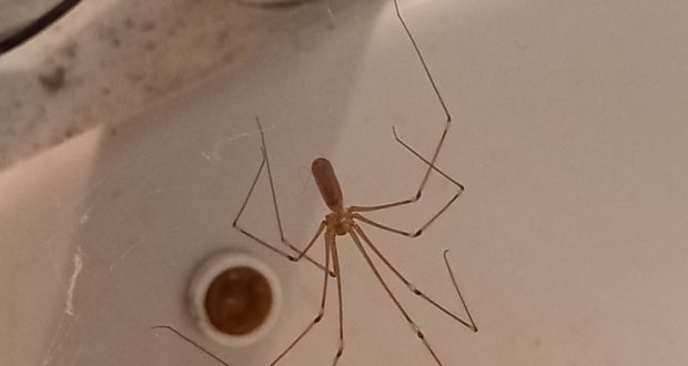 Long legged spider