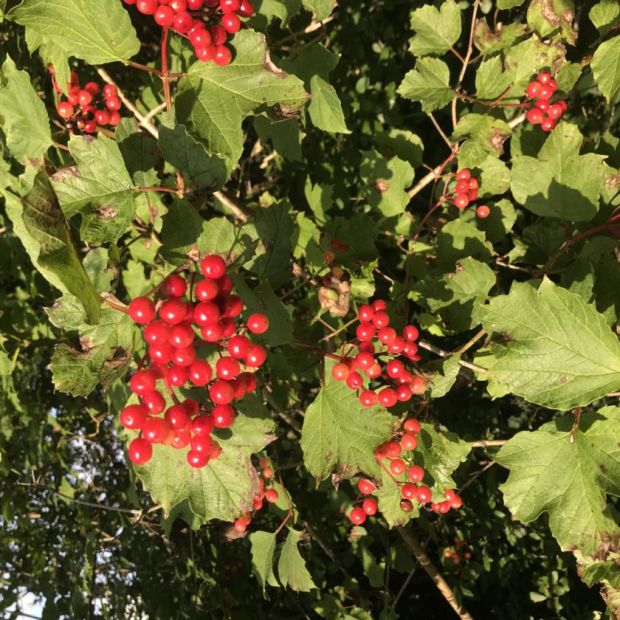 Berries of the guelder rose