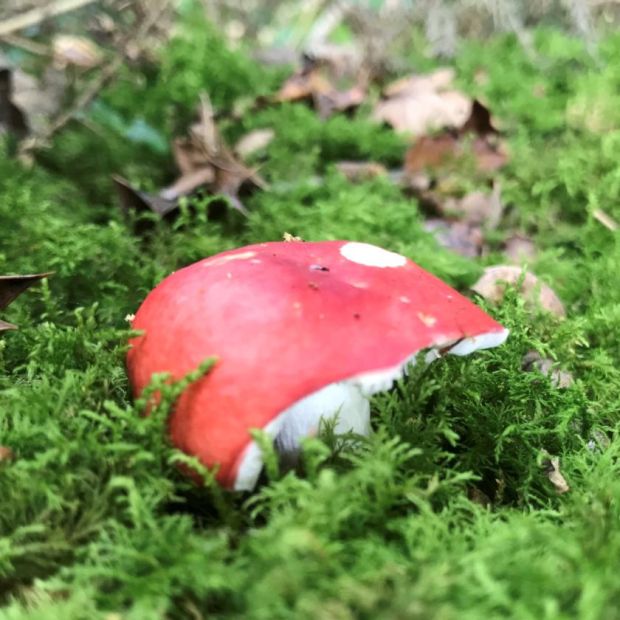 Fly agaric mushroom