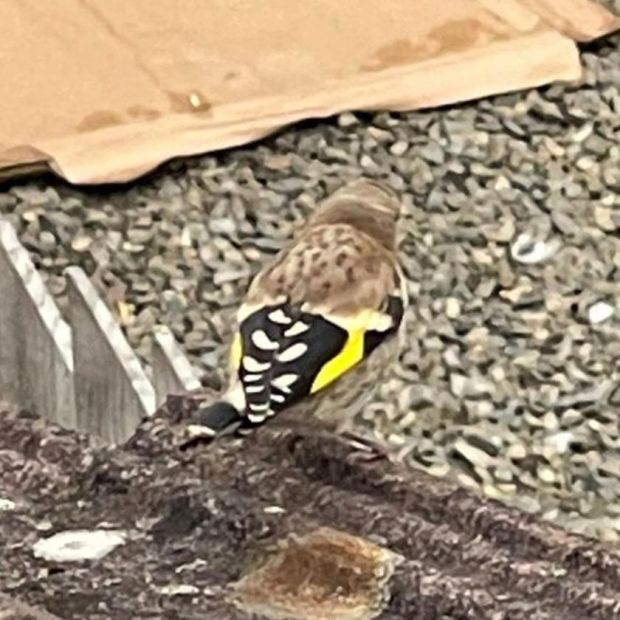 Juvenile goldfinch