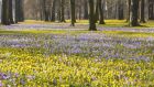 Winter aconite and purple crocuses. Photograph: iStock