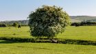 The hawthorn tree's place within Irish folklore is firmly established as the long-lived, lone fairy tree. Photograph: iStock