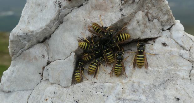 Why are wasps gathering top mountains? Readers' nature queries