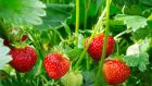 You can enjoy the pleasure of homegrown strawberries from June until the first frosts of autumn. Photograph: iStock