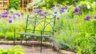 Alliums' slender stems and sculptural, globe-like flowerheads or umbels  add drama to a border. Photograph: iStock