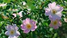 Nelson's list of garden plants of Irish origin also includes more than eight hundred different Irish roses. Photograph: iStock