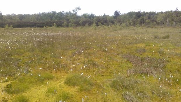 Embryonic sphagnum-dominated vegetation developing on a Bord na Móna cutaway bog in the midlands. Sphagnum-rich vegetation acts a carbon store. Photograph: Bord na Móna