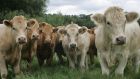 Once bovine TB is found in a herd no movement of animals is allowed in or out of it until there are two consecutive clear tests, which can take up to four months. File photograph: The Irish Times