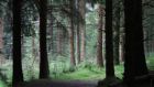 The Government needs to set clear annual targets for forestry, the Labour Party conference has heard. File photograph: The Irish Times