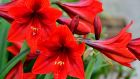 Plant  fast-growing fleshy amaryllis bulbs this month for some post-Christmas cheer. Photograph: iStock