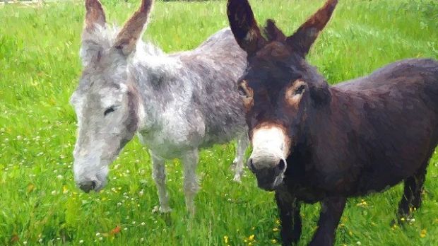 Our donkeys Neilly and Sasha