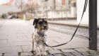 Leaving a dog outside a shop tempts fate – but what are the options? Photograph: iStock