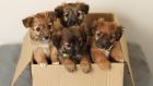 A ‘shocked’ member of the public discovered the abandoned litter of four crossbreed puppies in his garden in Finglas. Photograph: Dogs Trust