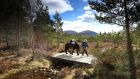 Scotland: You’ll be hiking in the company of lovely Highland ponies, Goldie and Foxy, who carry the bags
