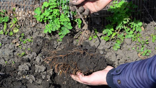 Plant a young clematis plant. Photograph: iStock