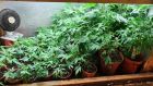 Cannabis plants found and seized during a search in Dunmore, Co Galway. Photograph: An Garda Síochána