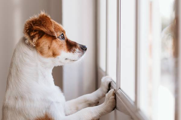 Pet owners warned about animal separation anxiety post-pandemic