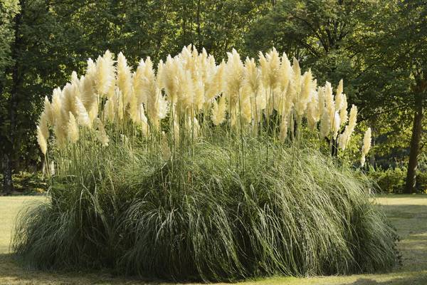 Is pampas grass really a signal to swingers?