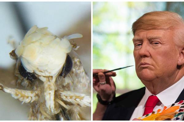 Donald Trump has newly discovered moth named after him