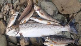 Investigation into Co Donegal fish kill after 300 trout and eels found dead in river