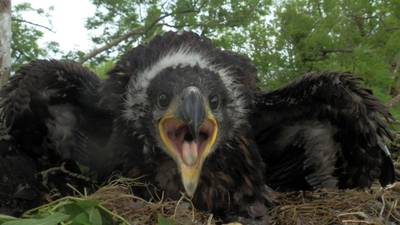White-tailed eagle chick hatched in Clare is sibling of shot bird