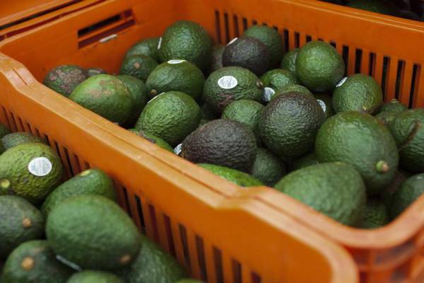New Zealand’s avocado crimewave sees thieves selling stolen fruit on Facebook