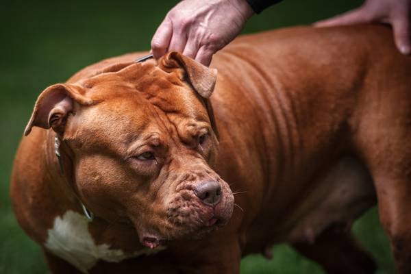 Deadly dogs - the case for banning XL Bullies 