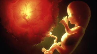 Foetus genes could offer key to controlling stem cells