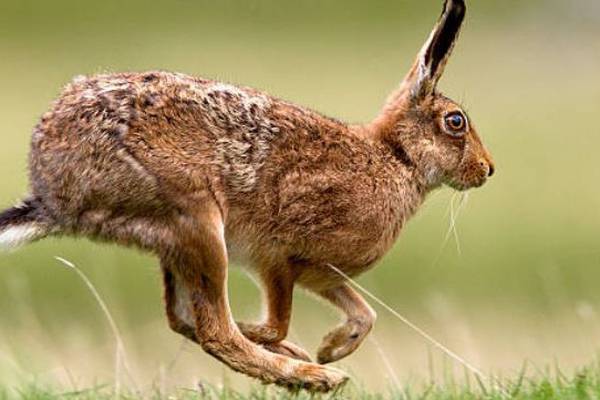 Call for ban on hare coursing licences as new cases of deadly virus are identified