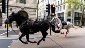 Military horses bolt through central London after being spooked by falling rubble