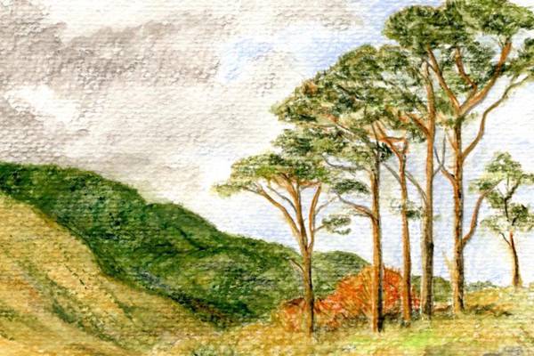 Michael Viney: the mystery of the Irish ‘Scots’ pine