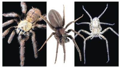 Spiders and the sea open new doors to drug discovery