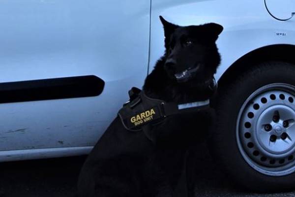 Garda dog finds suspect in ditch after Cork carjacking