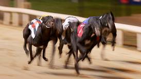 Sponsors ‘horrified’ by RTÉ programme on greyhound racing