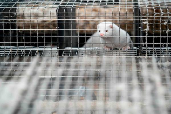 UK bans entry to all visitors from Denmark over Covid-19 mink mutation