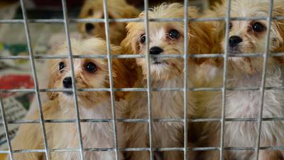 Public consultation opens for dog breeding guidelines