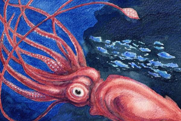 The humble squid’s extraordinary service to neuroscience