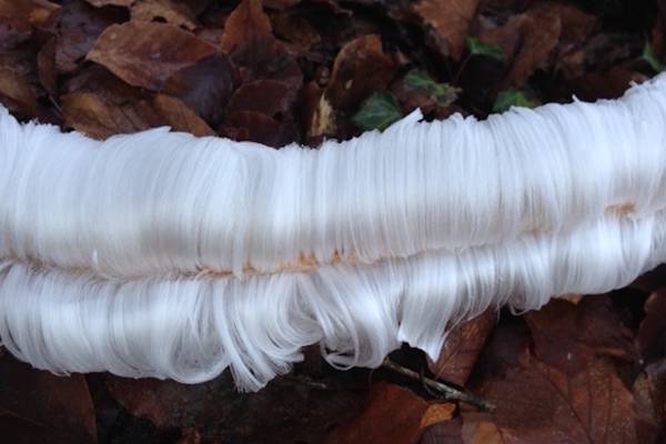 What is hair ice? Readers’ nature queries