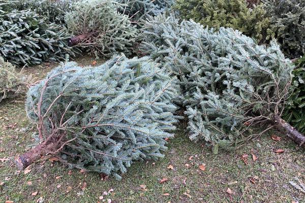 Your gardening questions answered: How to compost a Christmas tree